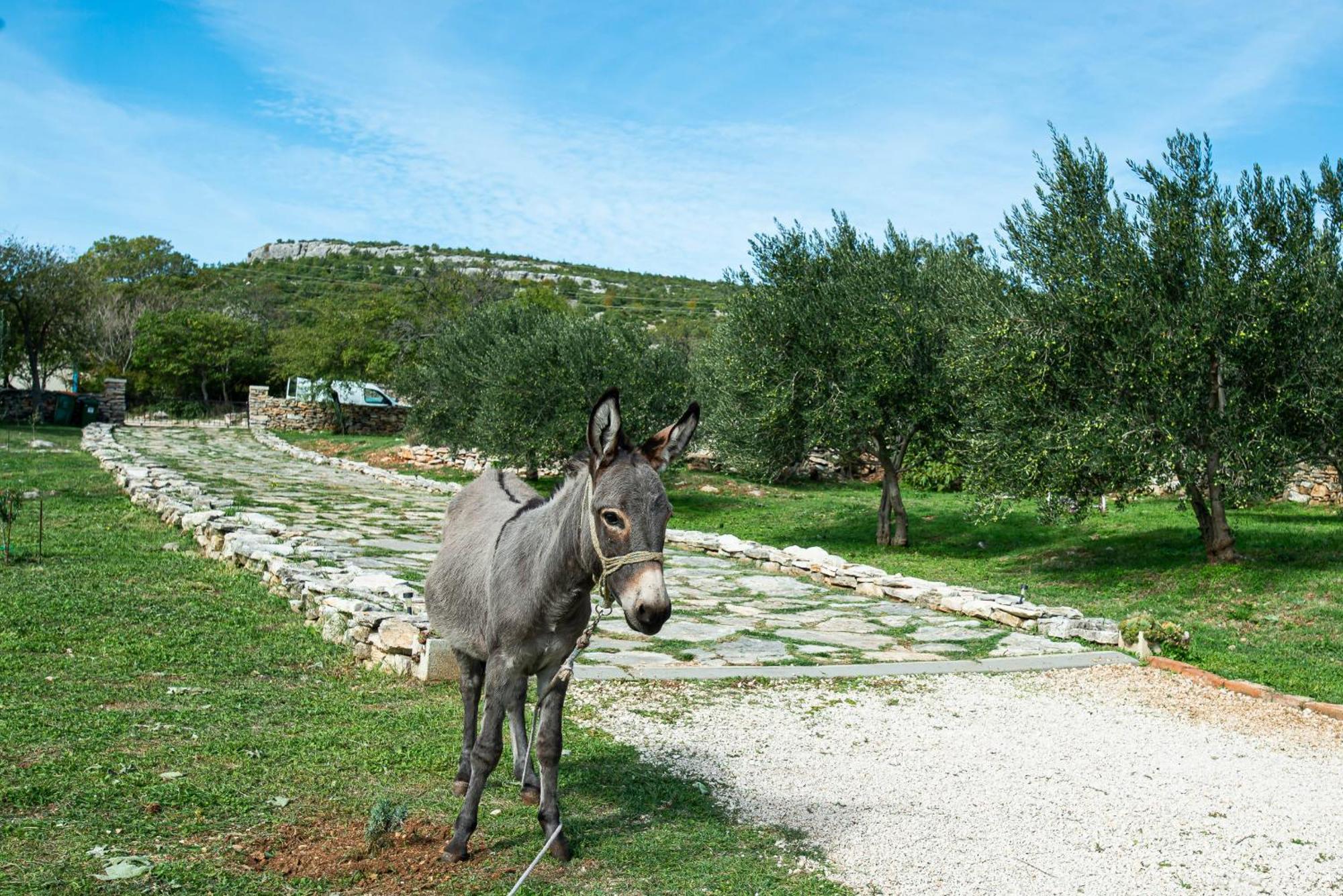 Dalmatian Country House Irena Bruska Exterior foto