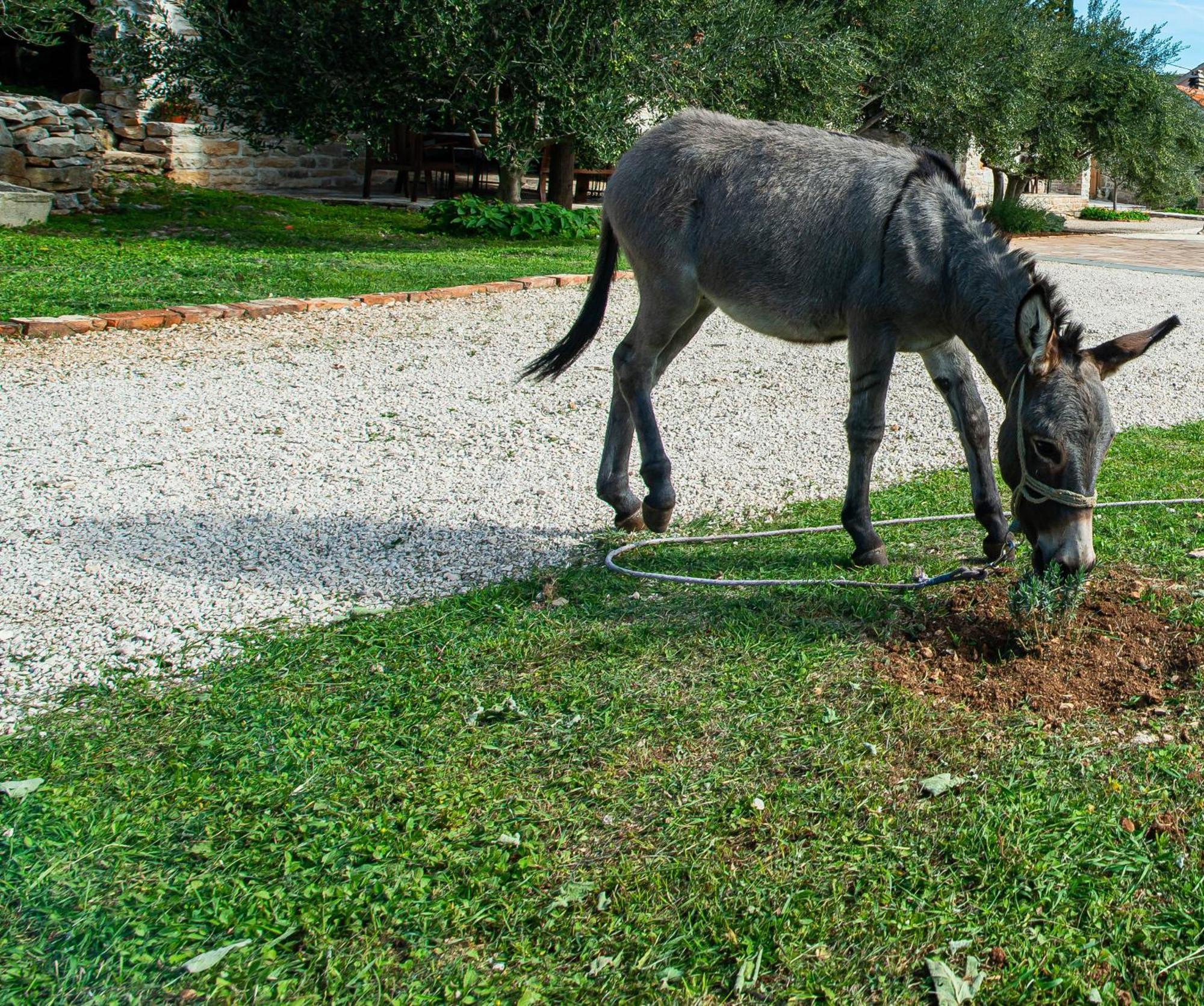 Dalmatian Country House Irena Bruska Exterior foto